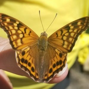 Meet your Posher, Melissa